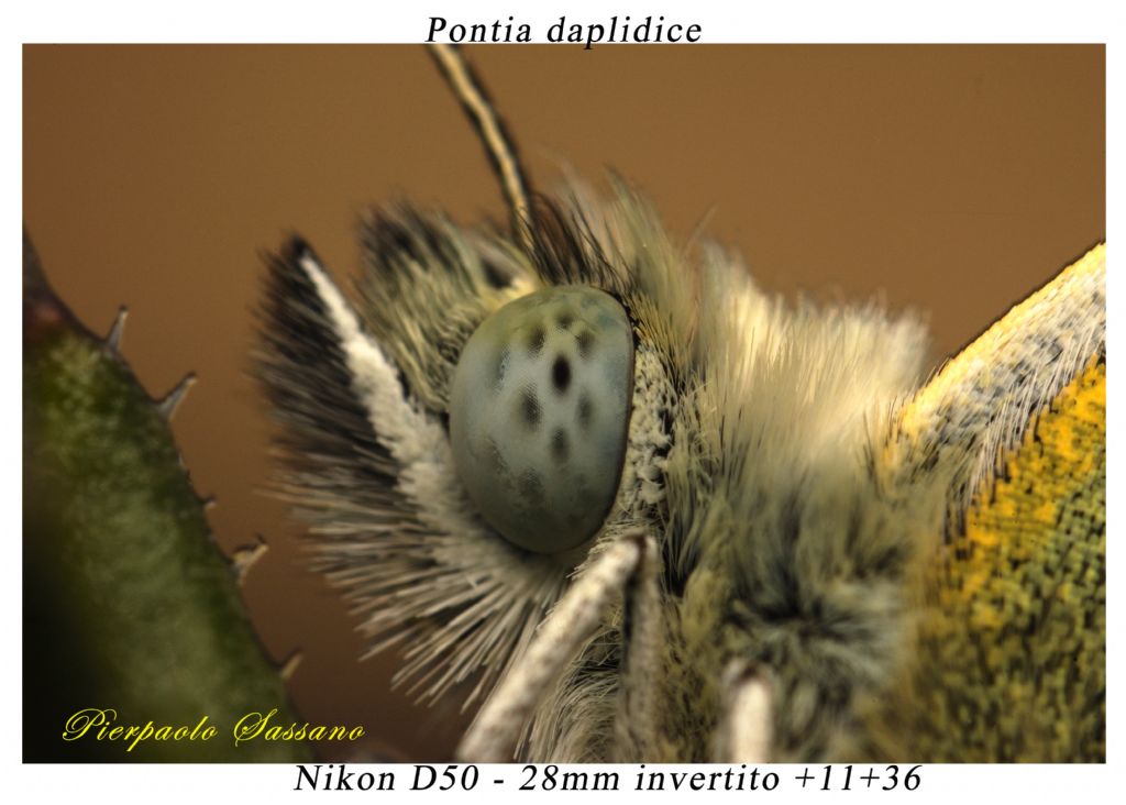 Pontia daplidice